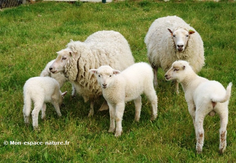 2) moutons de la race Landes de Bretagne