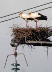 3) couple de cigogne blanche au nid